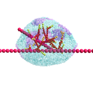 Cancer modelling
