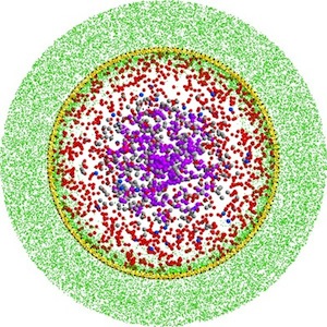 Bacteria modelling